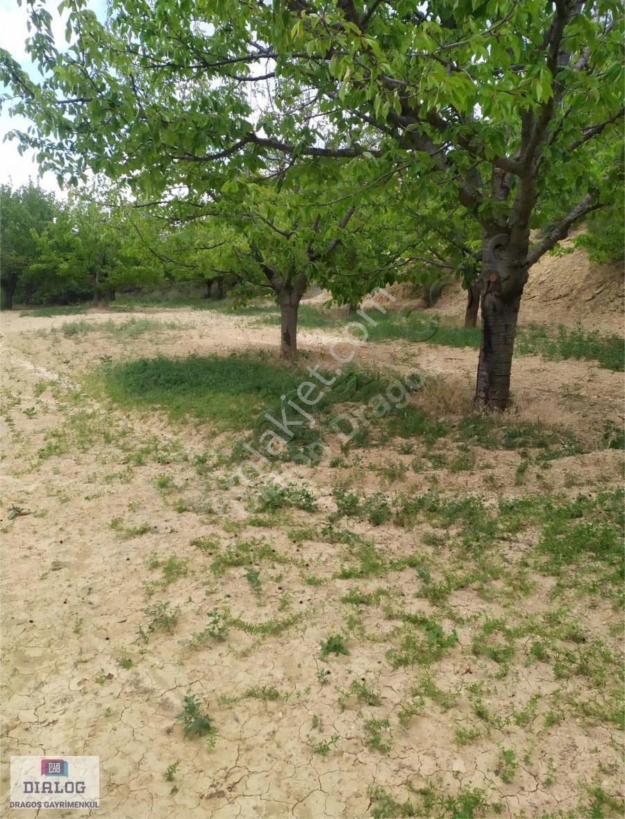 Kütahya Şaphanede 14505 M2 Kadastral Yolu Olan Yerlesıme Yakın - Görsel 15