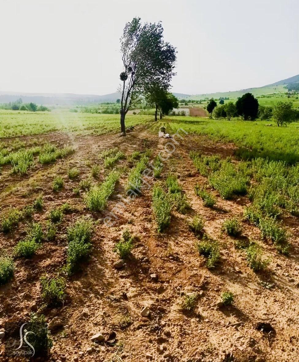 Denizli Acıpayam Akalan 1166 Ada 10 Par 2.072m2 Tarla
