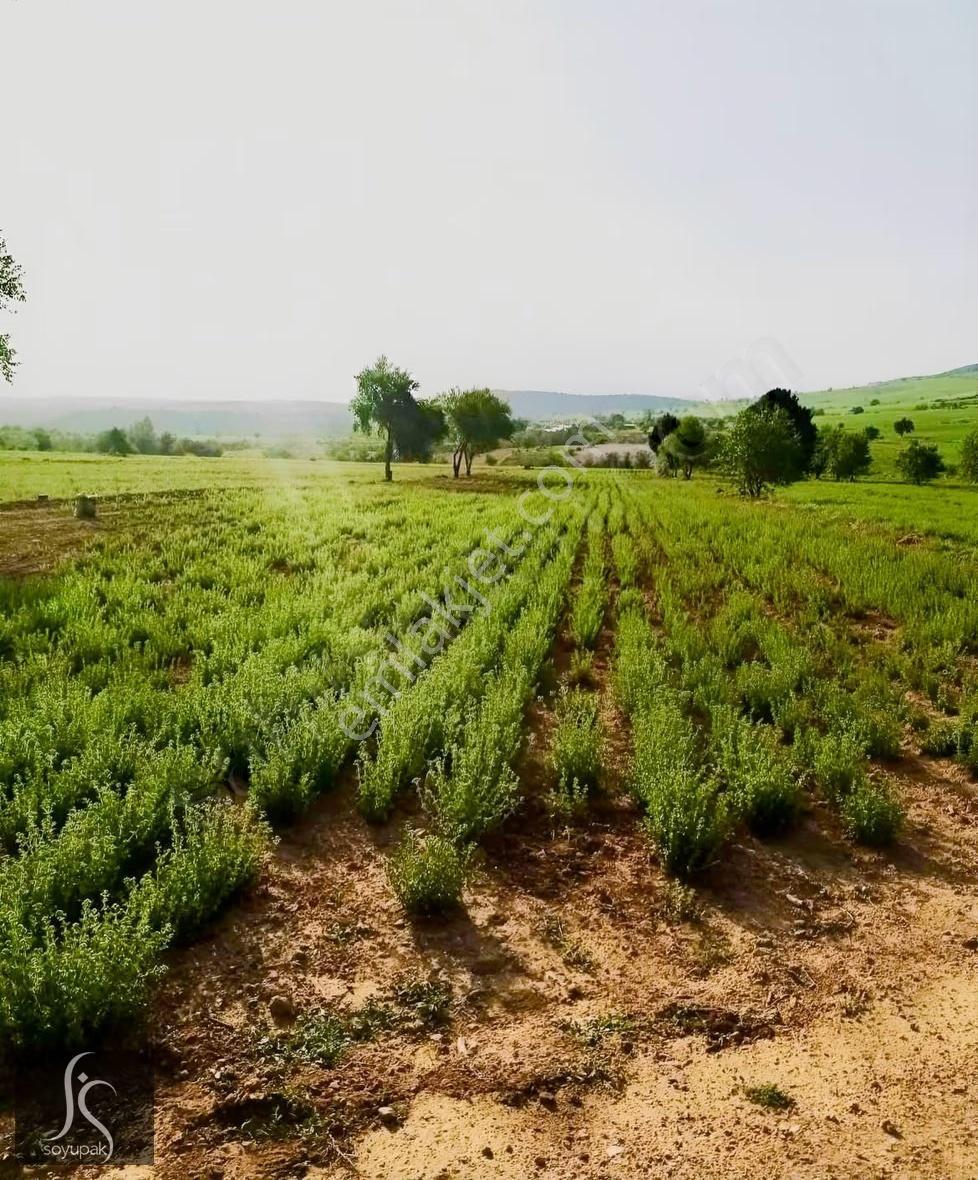 Denizli Acıpayam Akalan 1166 Ada 10 Par 2.072m2 Tarla - Görsel 6