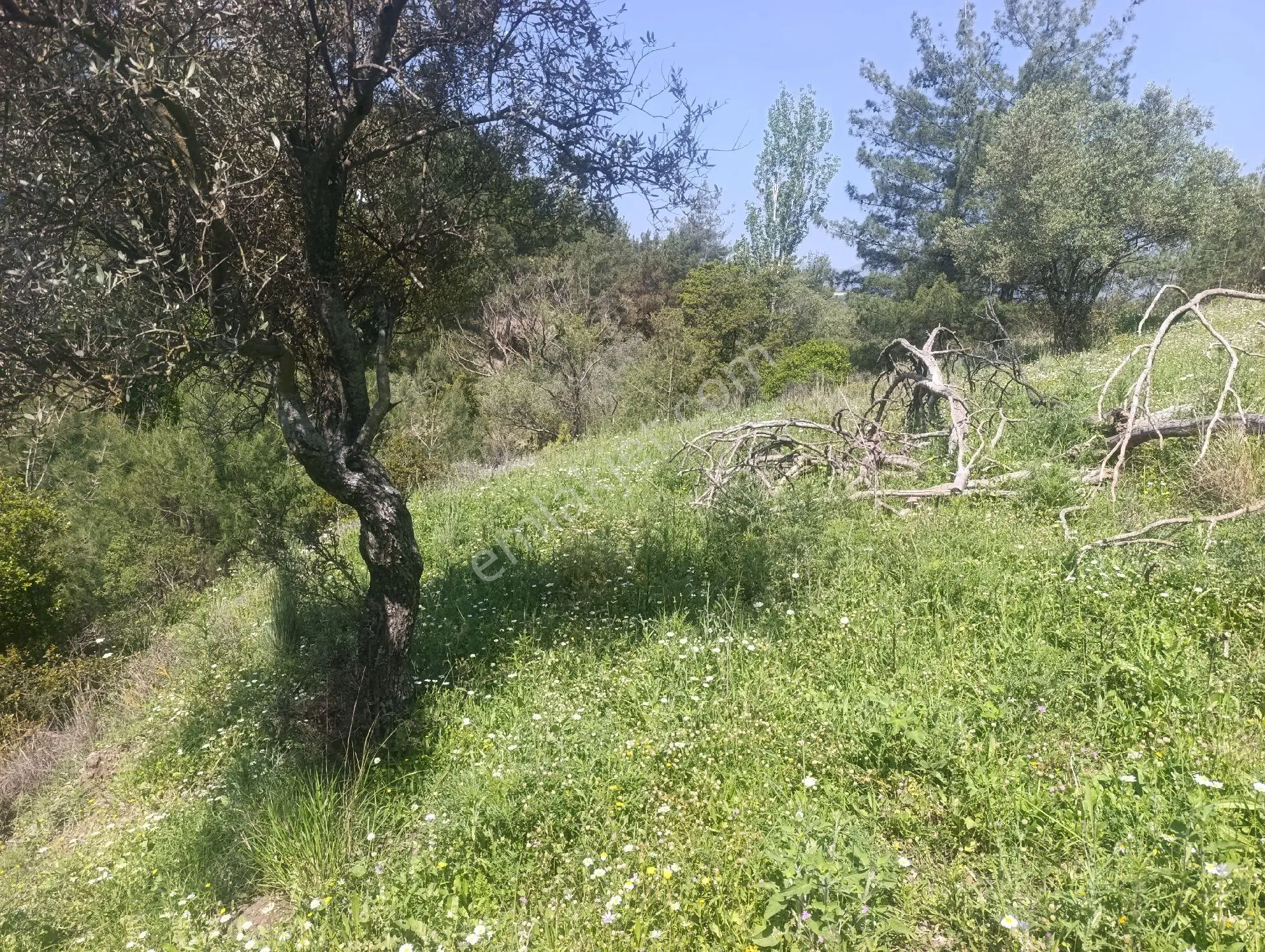 Karlisu Mah. Kacirilmiyacak Firsat - Görsel 3