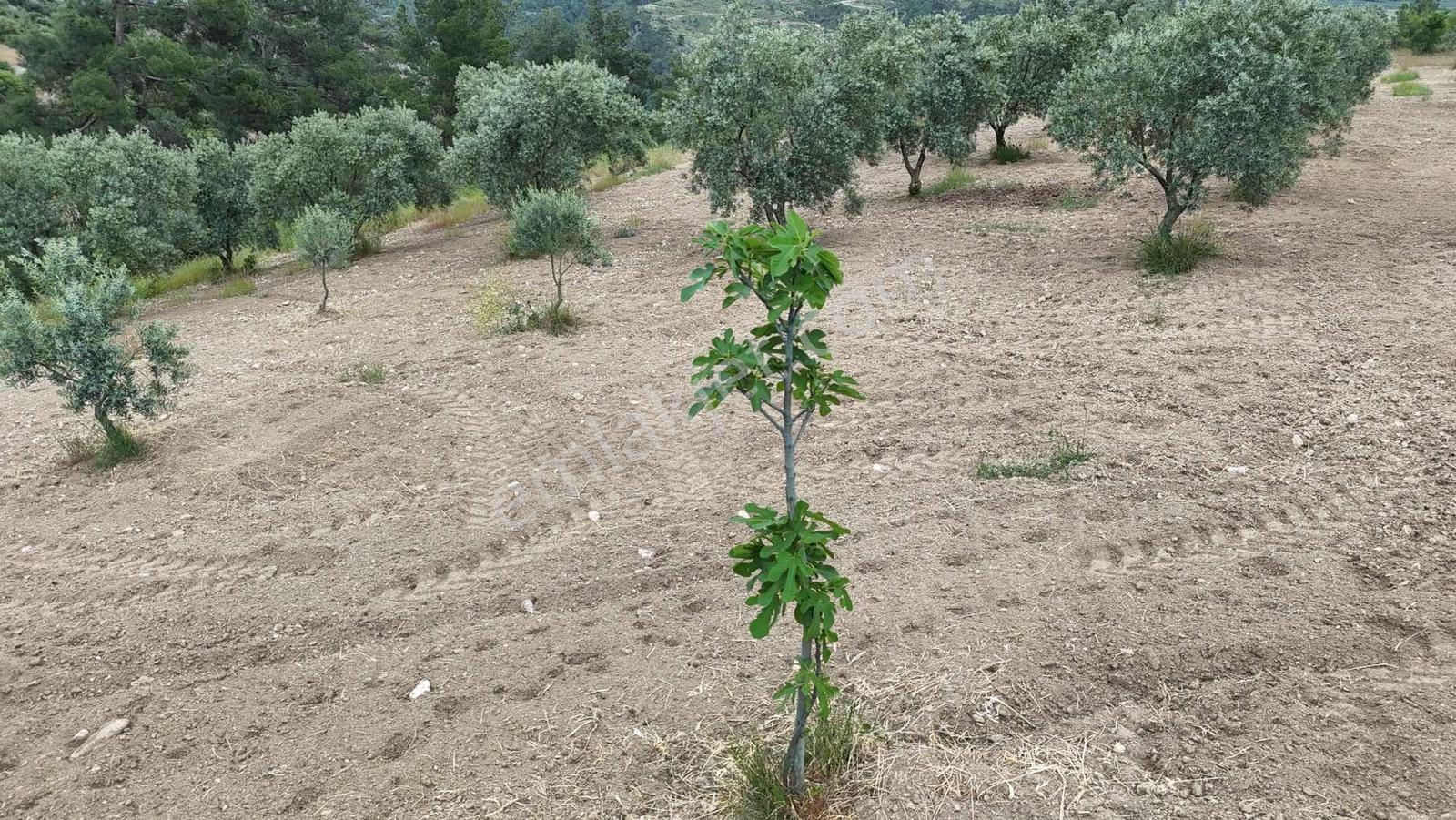 Çamoluk Mahallesinde 1.958 M2 Anayol Kenarı Verimli Zeytinlik - Görsel 12