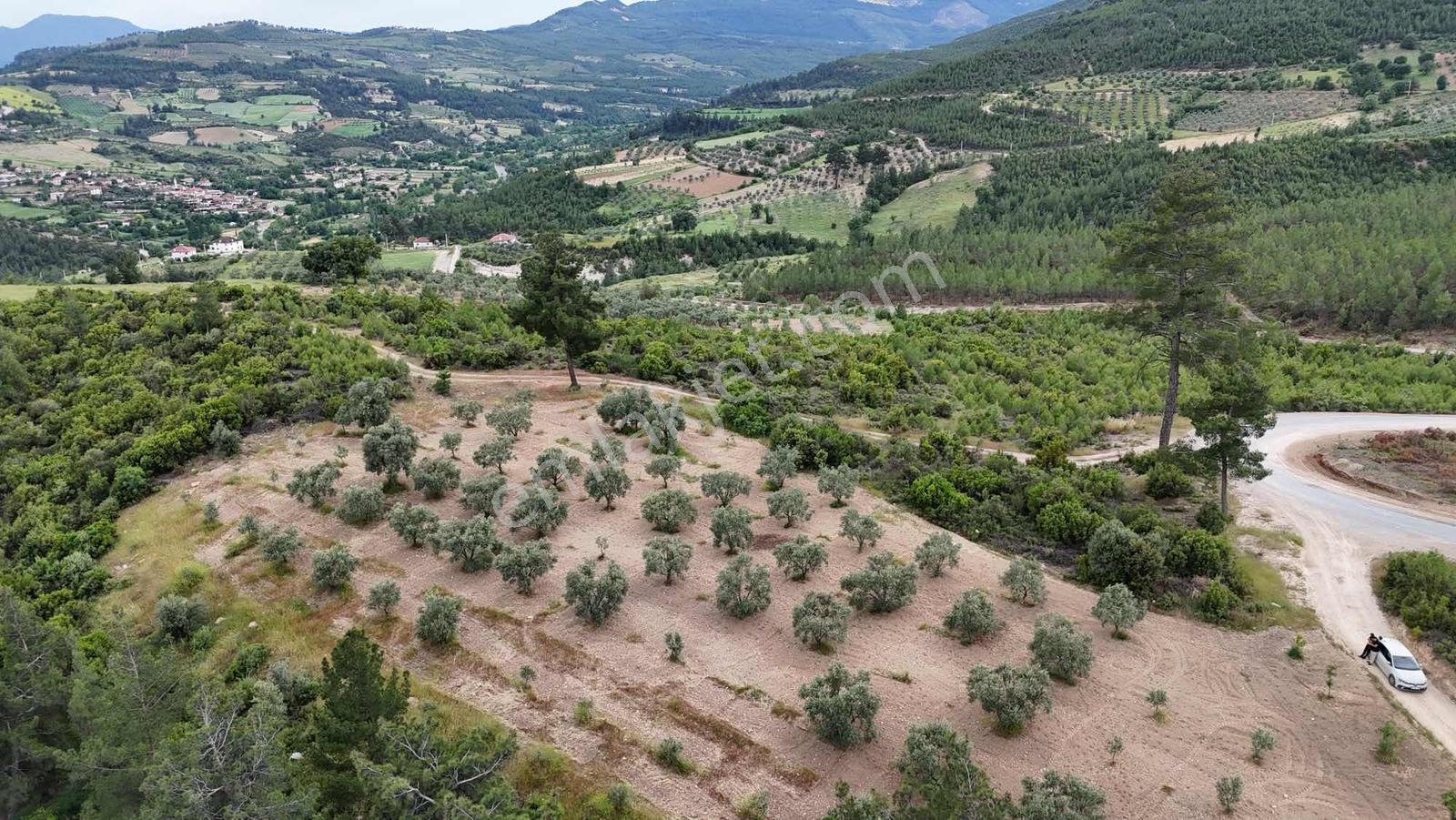 Çamoluk Mahallesinde 1.958 M2 Anayol Kenarı Verimli Zeytinlik - Görsel 8