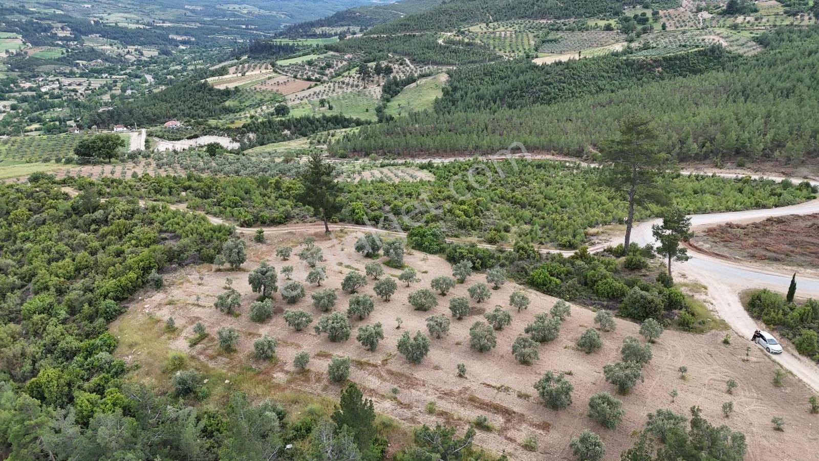 Çamoluk Mahallesinde 1.958 M2 Anayol Kenarı Verimli Zeytinlik - Görsel 7