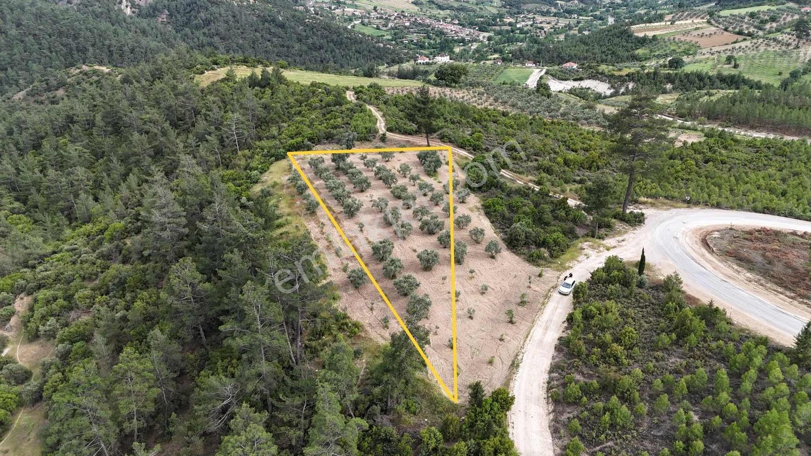 Çamoluk Mahallesinde 1.958 M2 Anayol Kenarı Verimli Zeytinlik - Görsel 22