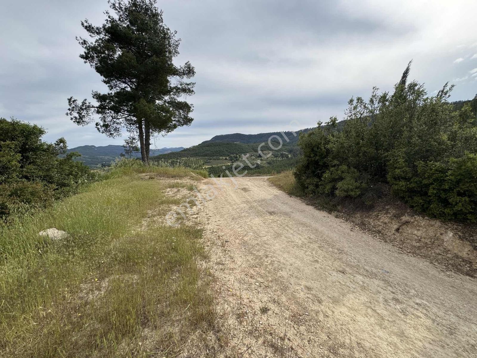 Çamoluk Mahallesinde 1.958 M2 Anayol Kenarı Verimli Zeytinlik - Görsel 2