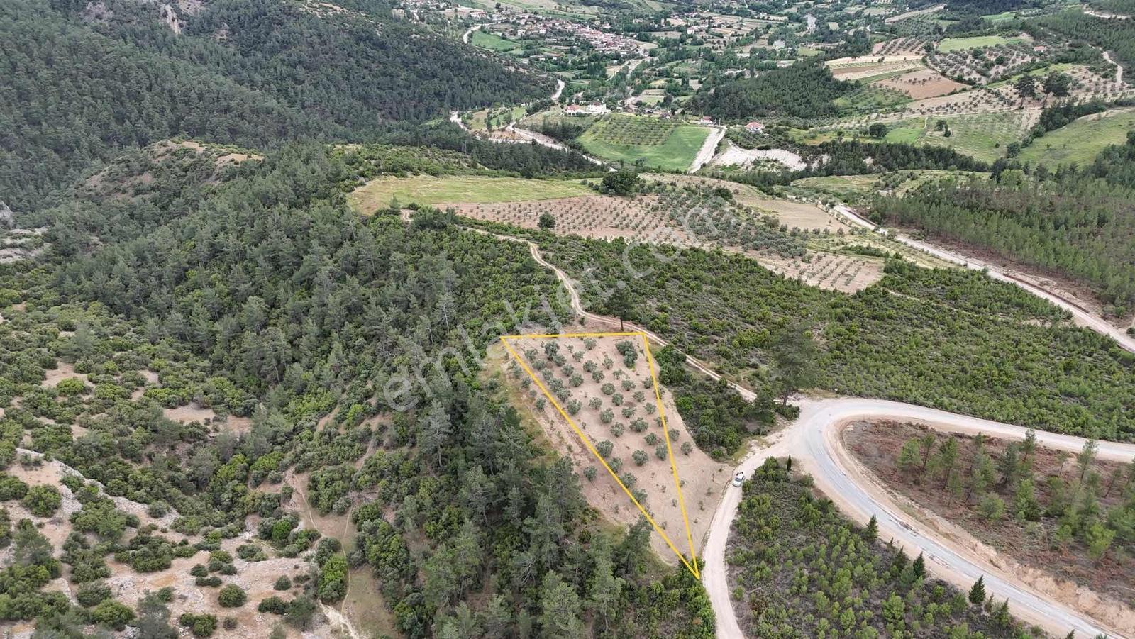 Çamoluk Mahallesinde 1.958 M2 Anayol Kenarı Verimli Zeytinlik - Görsel 19