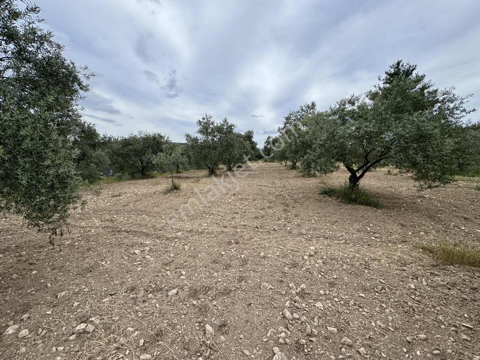 Çamoluk Mahallesinde 1.958 M2 Anayol Kenarı Verimli Zeytinlik - Görsel 33