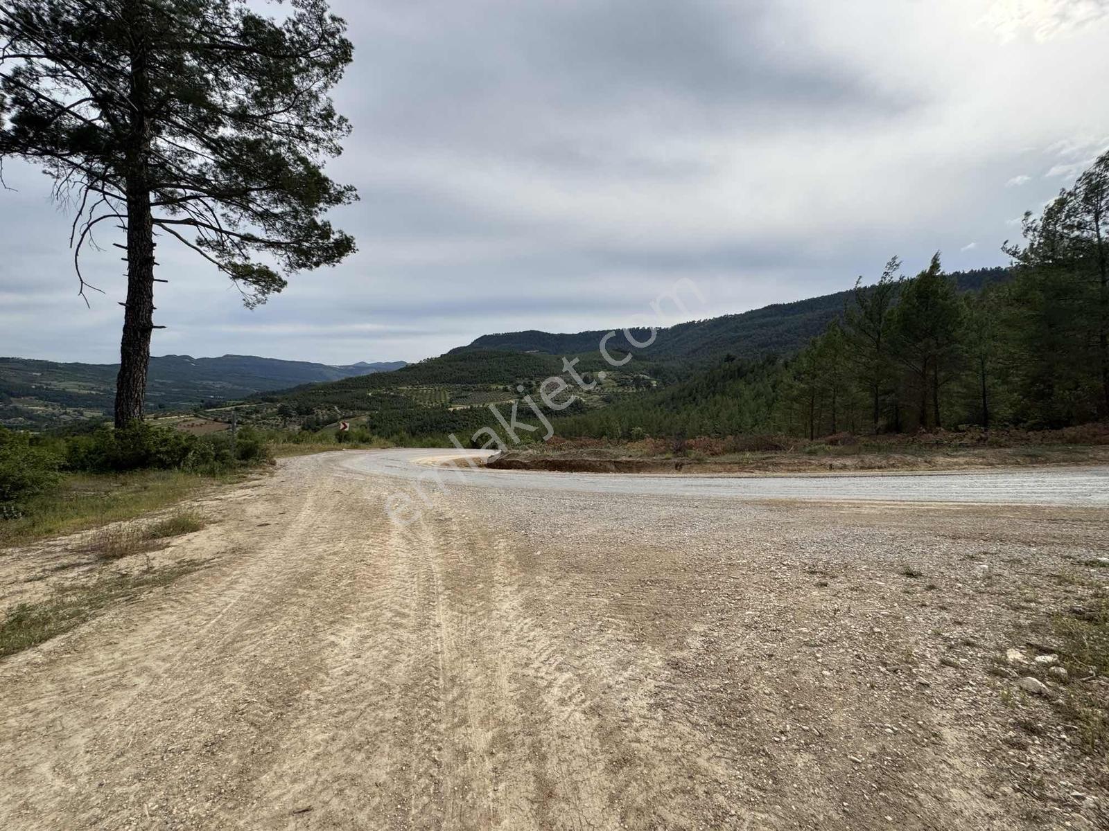 Çamoluk Mahallesinde 1.958 M2 Anayol Kenarı Verimli Zeytinlik - Görsel 23