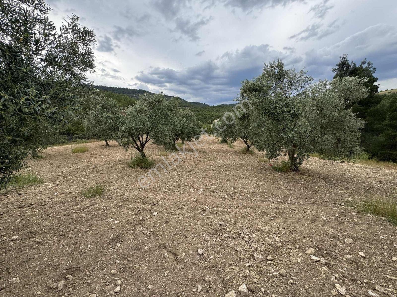 Çamoluk Mahallesinde 1.958 M2 Anayol Kenarı Verimli Zeytinlik - Görsel 32