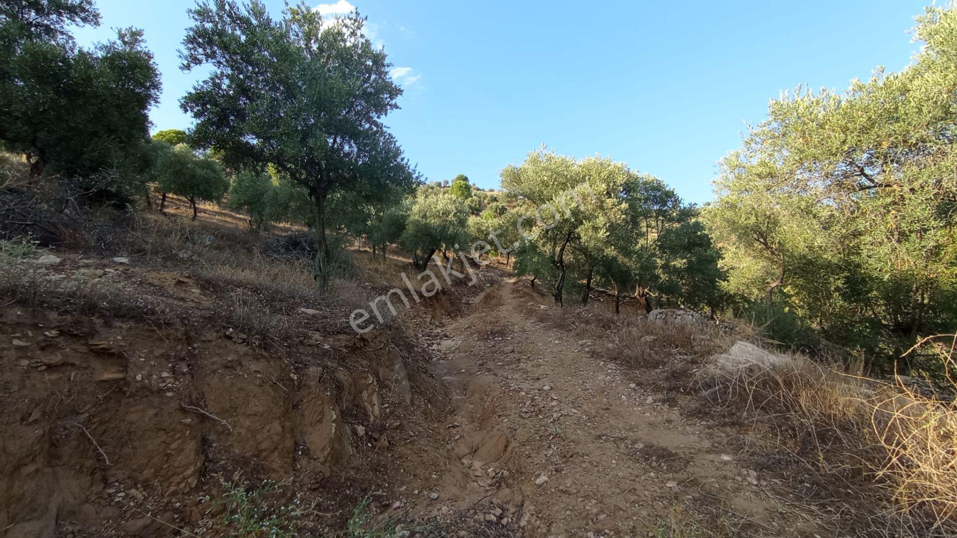 20600 M² Zeytin Çiftliği Kurmaya Uygun Arazi - Görsel 6