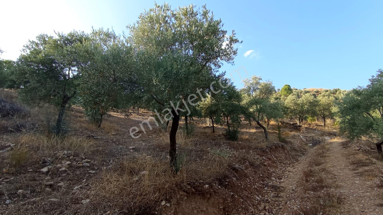 20600 M² Zeytin Çiftliği Kurmaya Uygun Arazi - Görsel 5