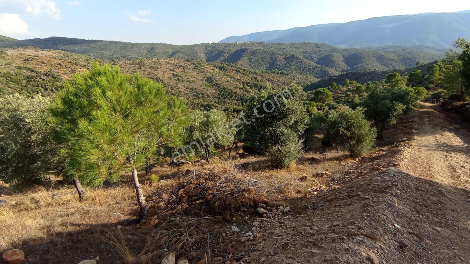 20600 M² Zeytin Çiftliği Kurmaya Uygun Arazi - Görsel 3