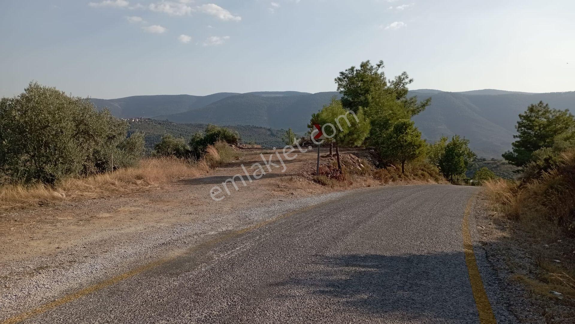 20600 M² Zeytin Çiftliği Kurmaya Uygun Arazi