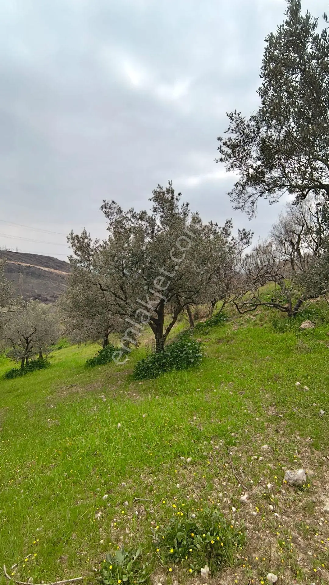 Remax Area'dan Gündoğdu'da Yatırımlık 1.156 M2 Bağ & Bahçe - Görsel 4