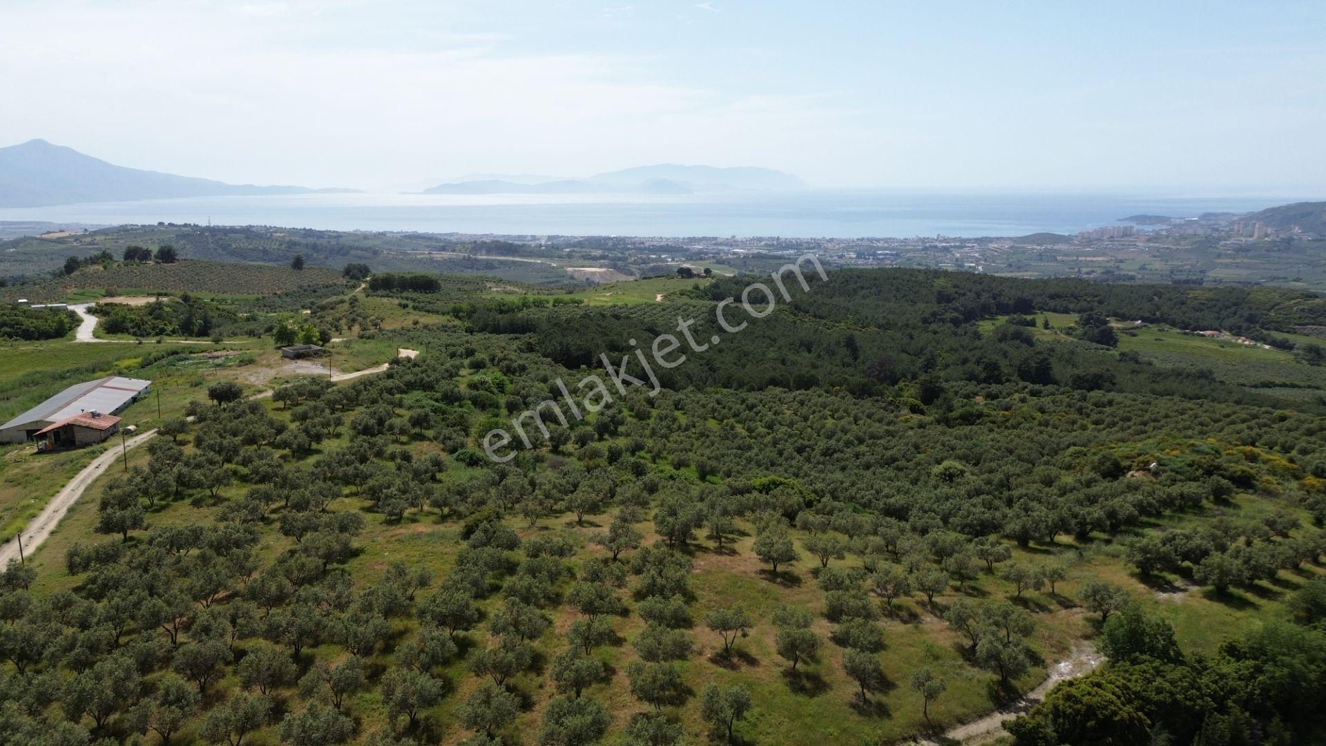 Kuşadası Kirazlı'da Deniz Manzaralı Tarla - Görsel 4