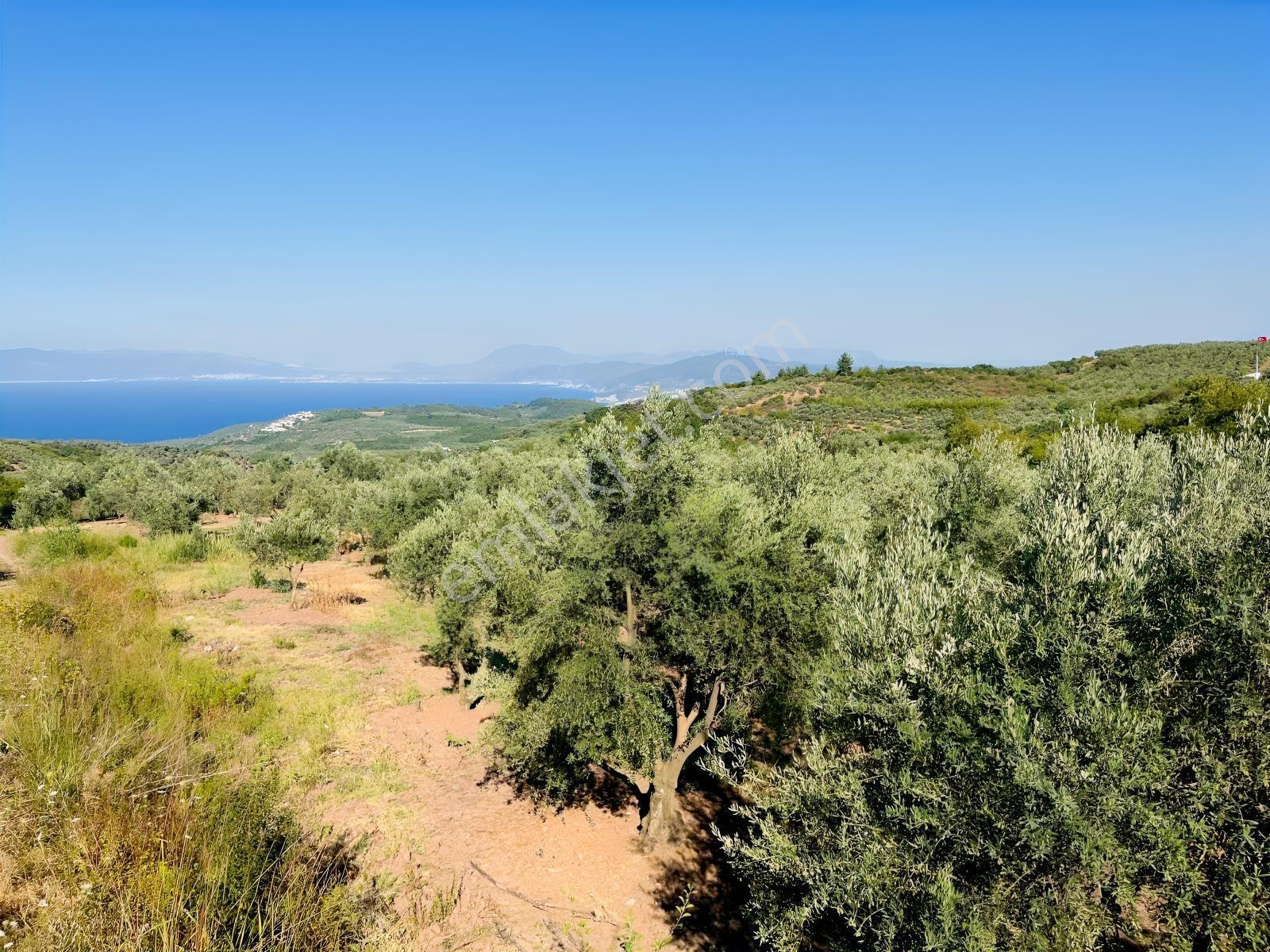 Hamide Akyüz' Den Mudanya Çepni'de Deniz Manzaralı Arazi