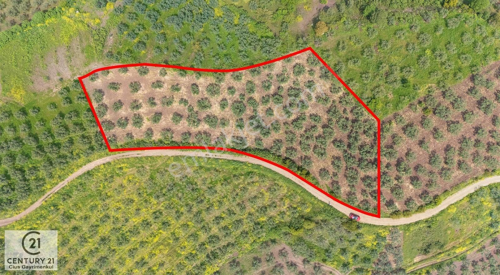 C21 Cius; Gemlik Kurtul Yola Cephe 5146 M2 Bakımlı Zeytinlik