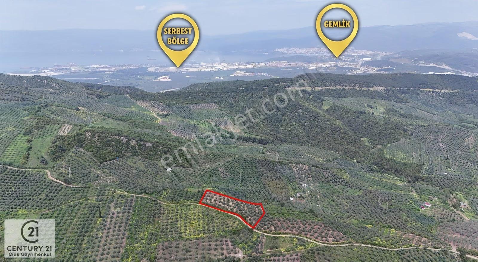 C21 Cius; Gemlik Kurtul Yola Cephe 5146 M2 Bakımlı Zeytinlik - Görsel 3