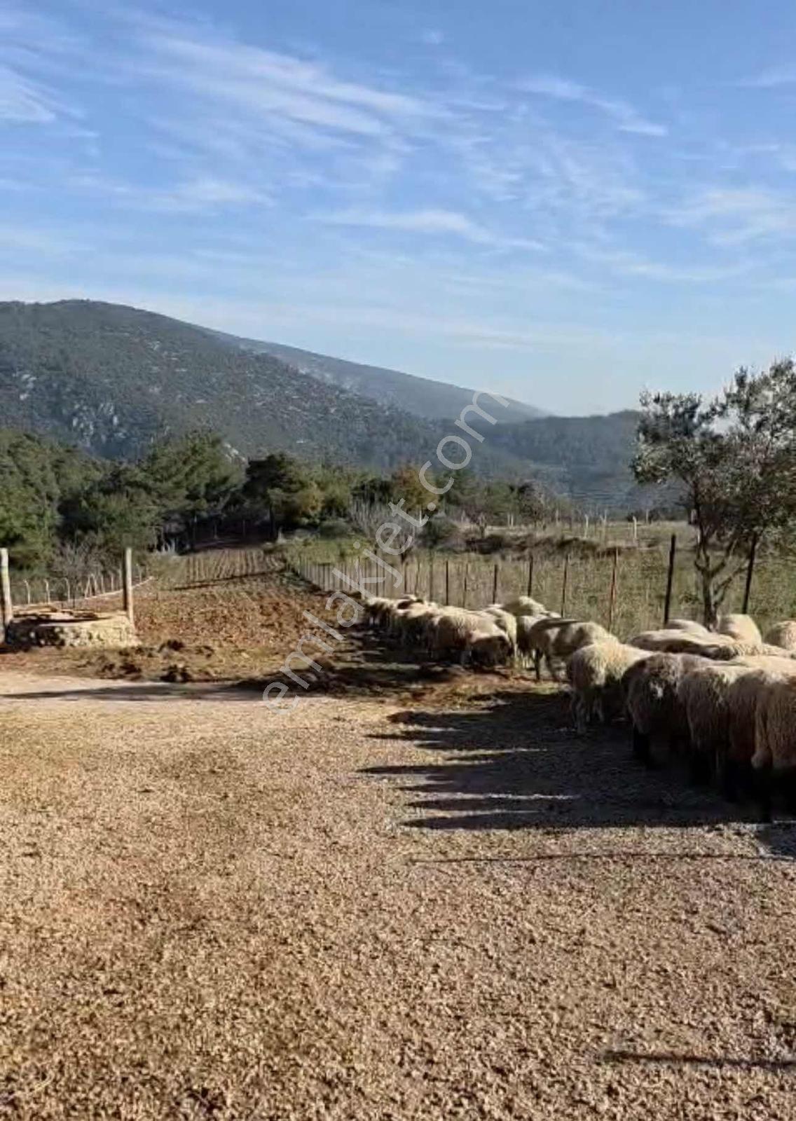 Kemalpaşa Damlacıkta Satılık 7.500 M² Tarla