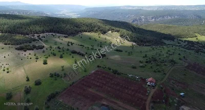 Nora'dan Tavas'ta 50 Dönüm Ormana Sınır Fırsat Tarla - Görsel 9