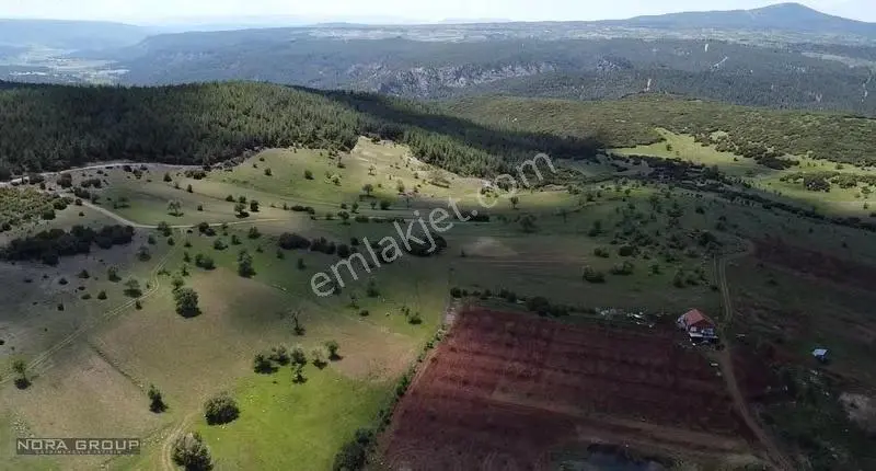 Nora'dan Tavas'ta 50 Dönüm Ormana Sınır Fırsat Tarla - Görsel 4