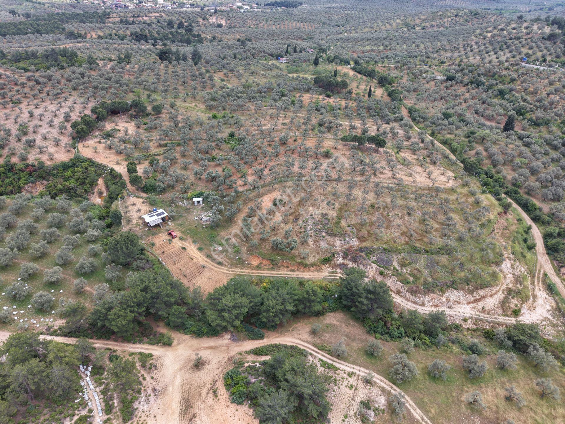Mera Emlaktan Yaylaönü Köyü Resmi Yola Cephe 10.200m2 Zeytinlik - Görsel 3