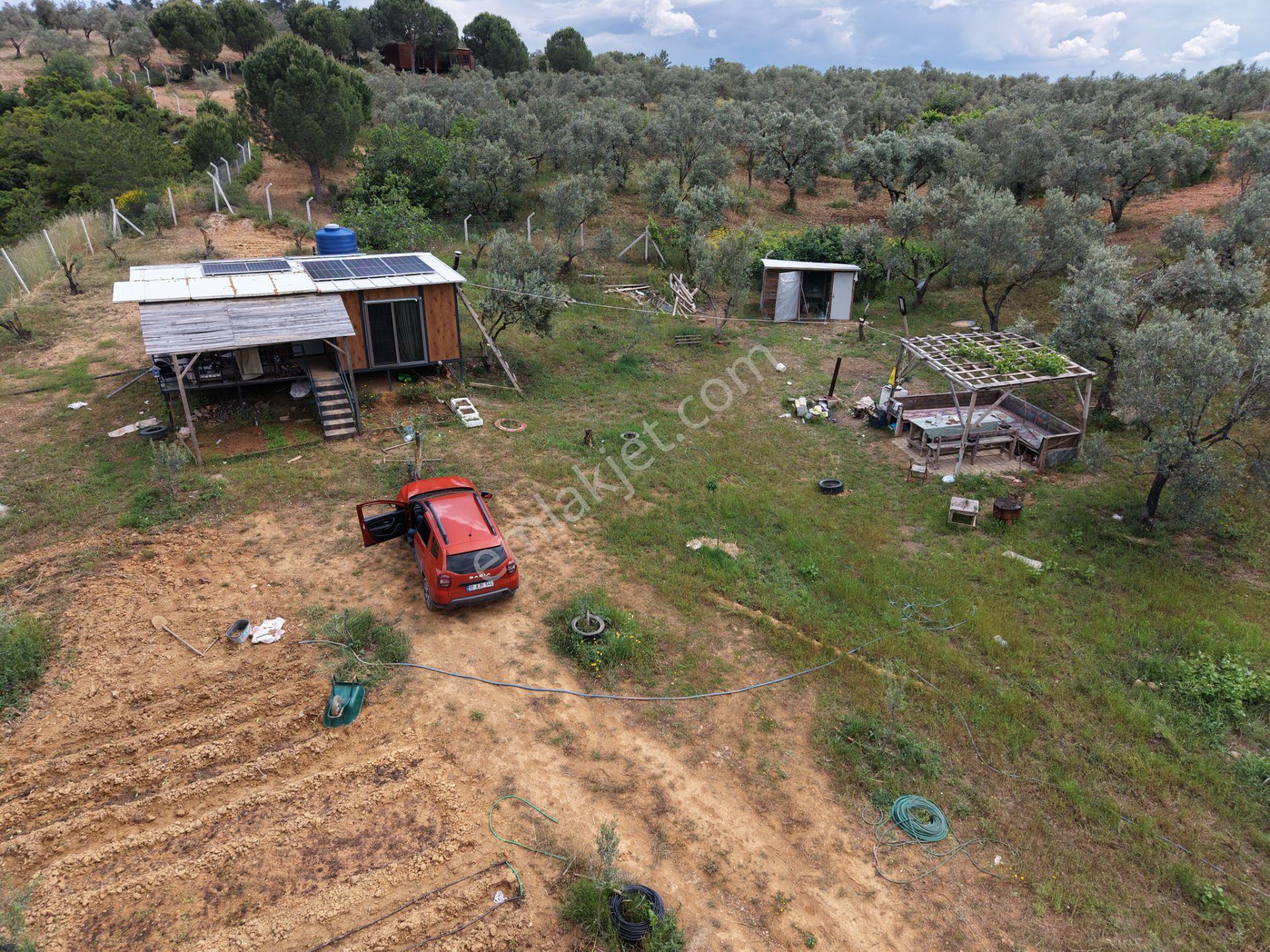 Mera Emlaktan Yaylaönü Köyü Resmi Yola Cephe 10.200m2 Zeytinlik - Görsel 6
