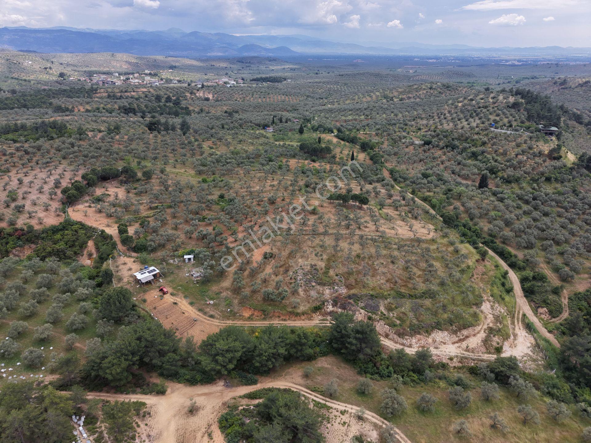 Mera Emlaktan Yaylaönü Köyü Resmi Yola Cephe 10.200m2 Zeytinlik - Görsel 4