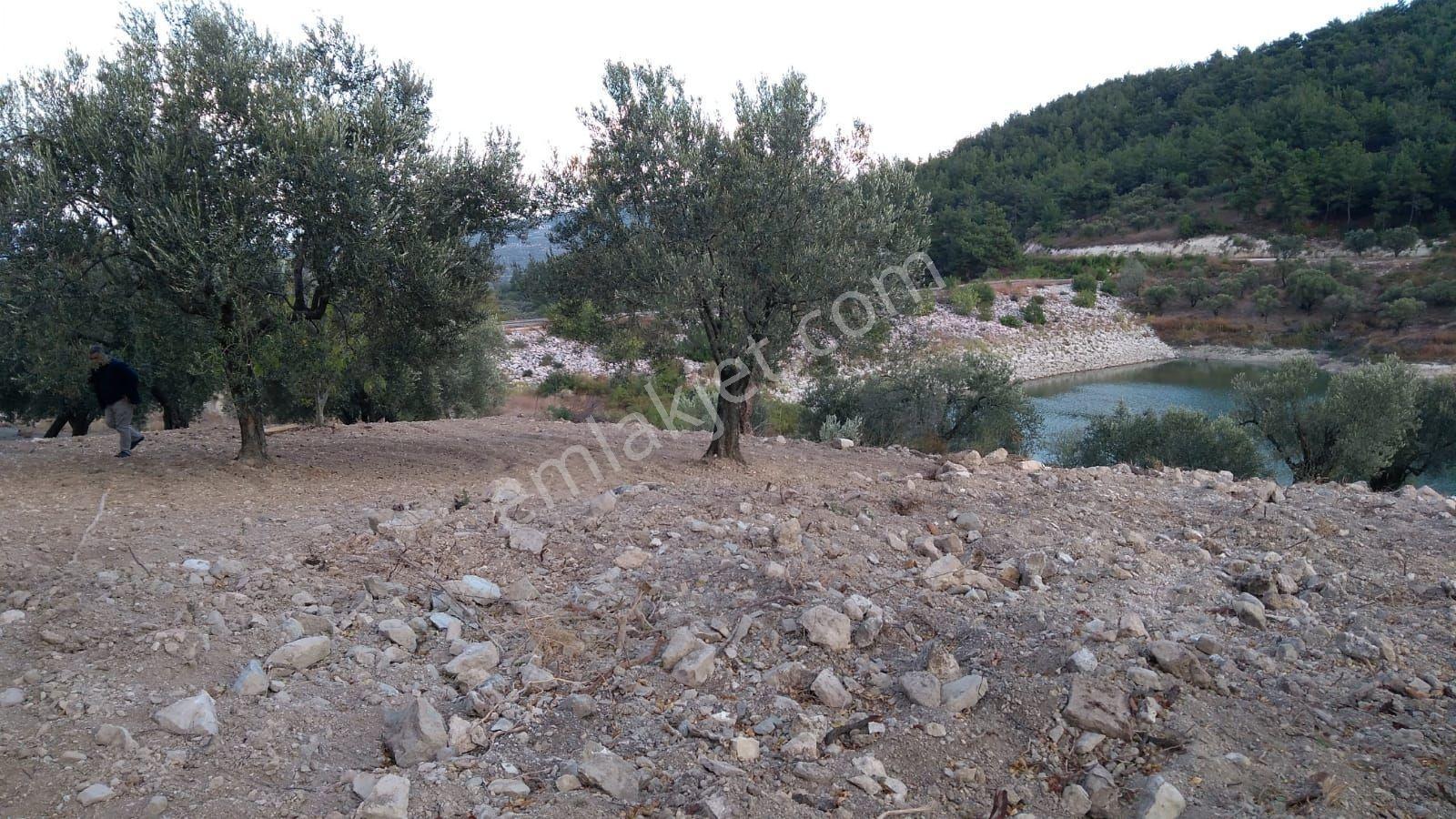 Kırkağaç Bakır'da Gölet Manzaralı Satılık Zeytinlik