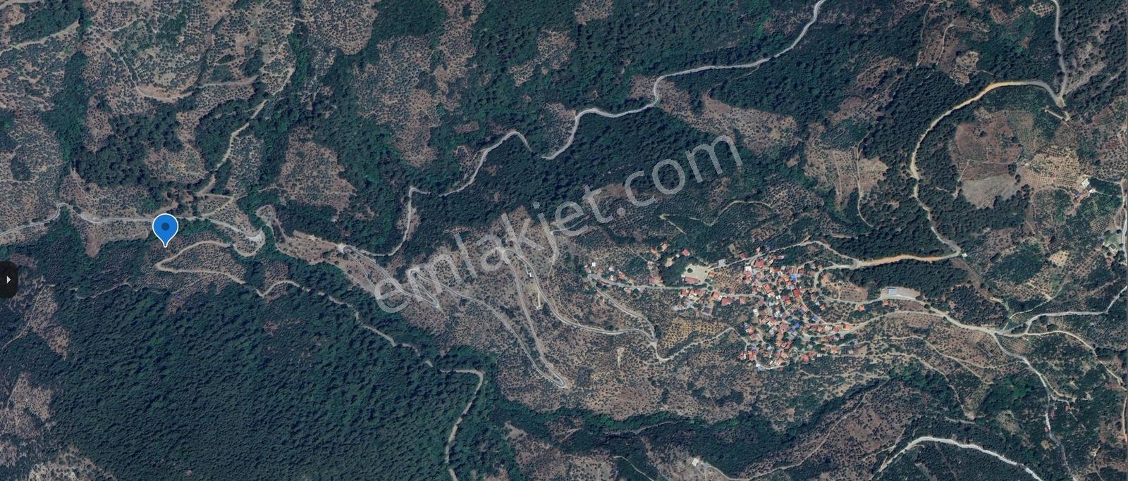 Yola Cepheli, Verimli Zeytinlik 3292 M² | Balcılar-bezirgan - Görsel 10