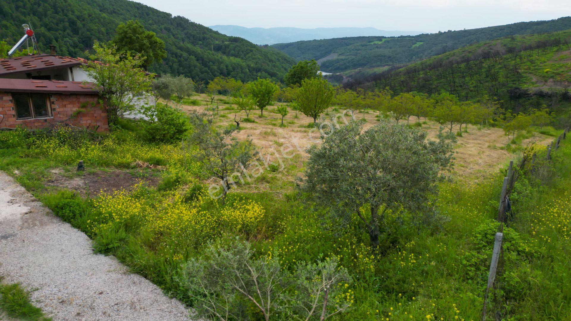 Karamürsel Suludere 4085 M2 Bahçe İçinde Satılık Müstakil Ev - Görsel 19
