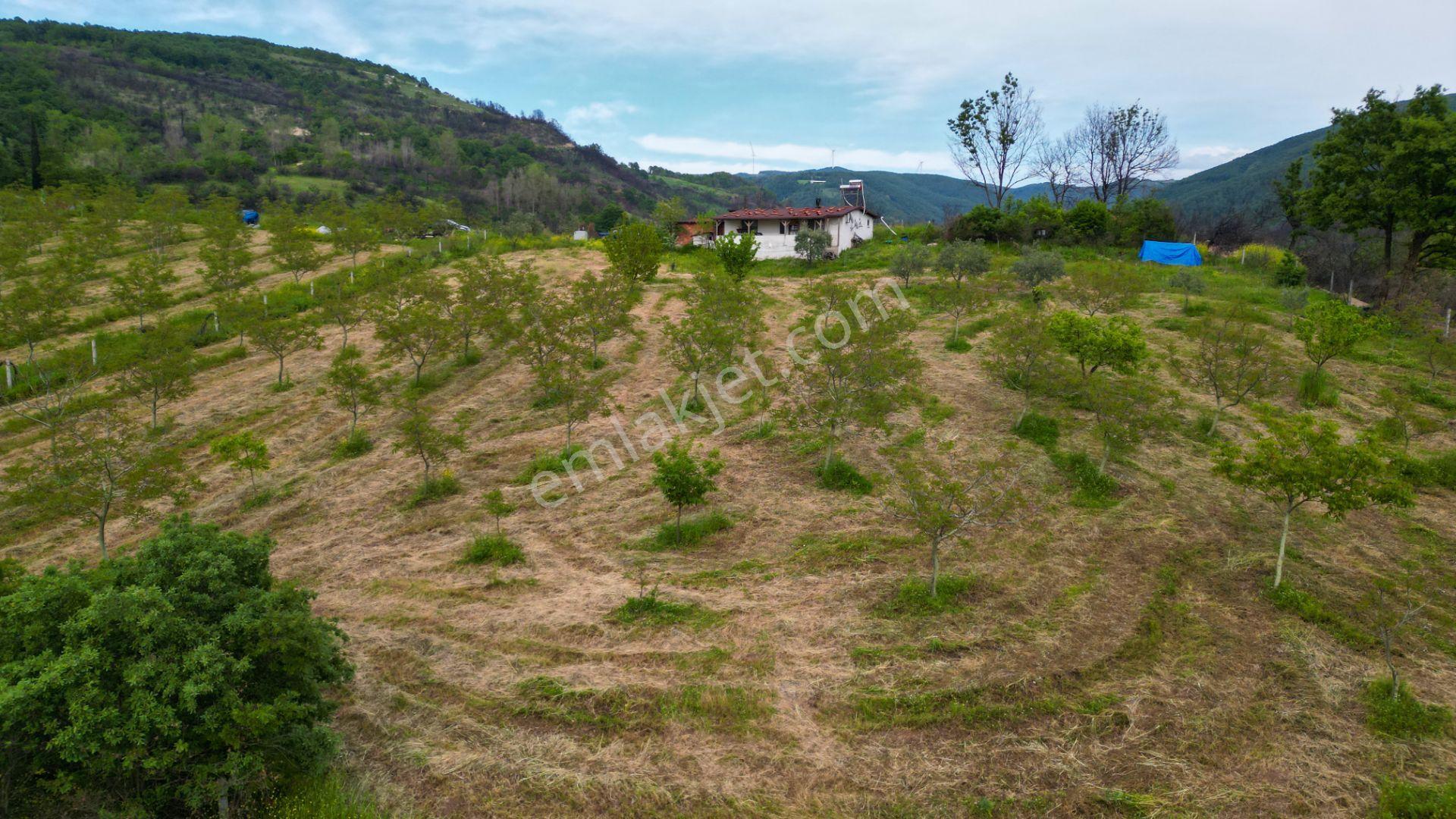 Karamürsel Suludere 4085 M2 Bahçe İçinde Satılık Müstakil Ev - Görsel 8
