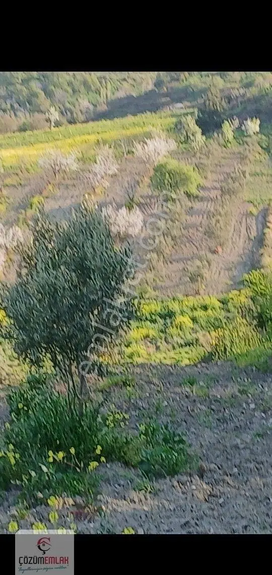 Soma Küçük Güney Satılık Zeytinlik - Görsel 3