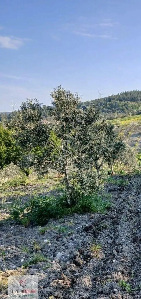 Soma Küçük Güney Satılık Zeytinlik