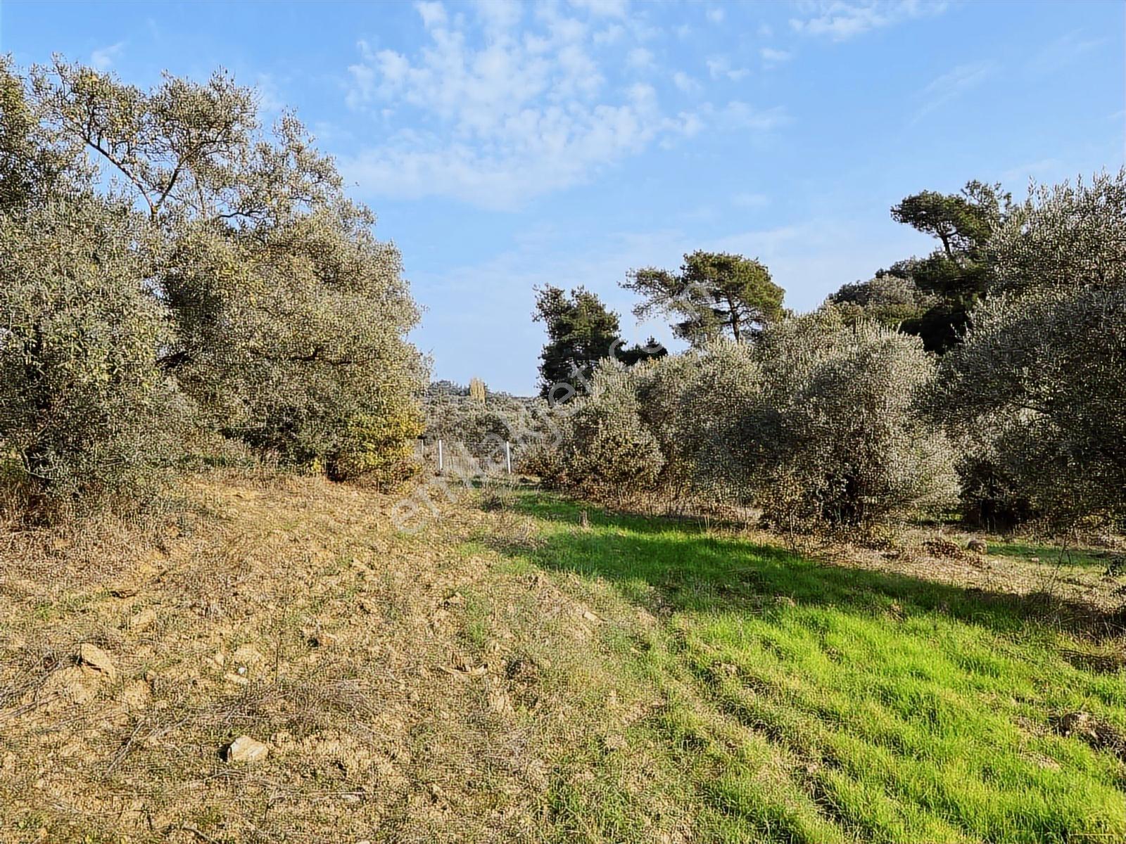 Torbalı Helvacı Mah.2745 M2 Satılık Zeytinli Tarla - Görsel 17
