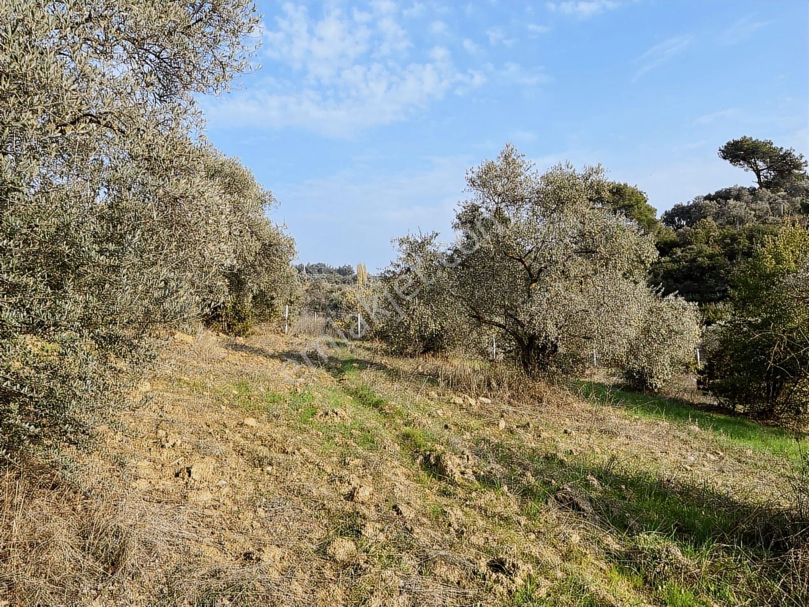 Torbalı Helvacı Mah.2745 M2 Satılık Zeytinli Tarla - Görsel 12