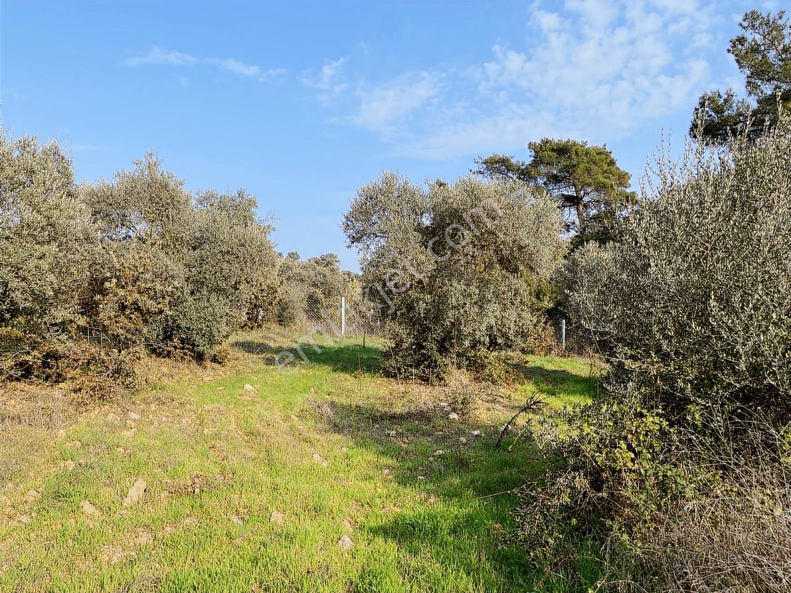 Torbalı Helvacı Mah.2745 M2 Satılık Zeytinli Tarla - Görsel 9