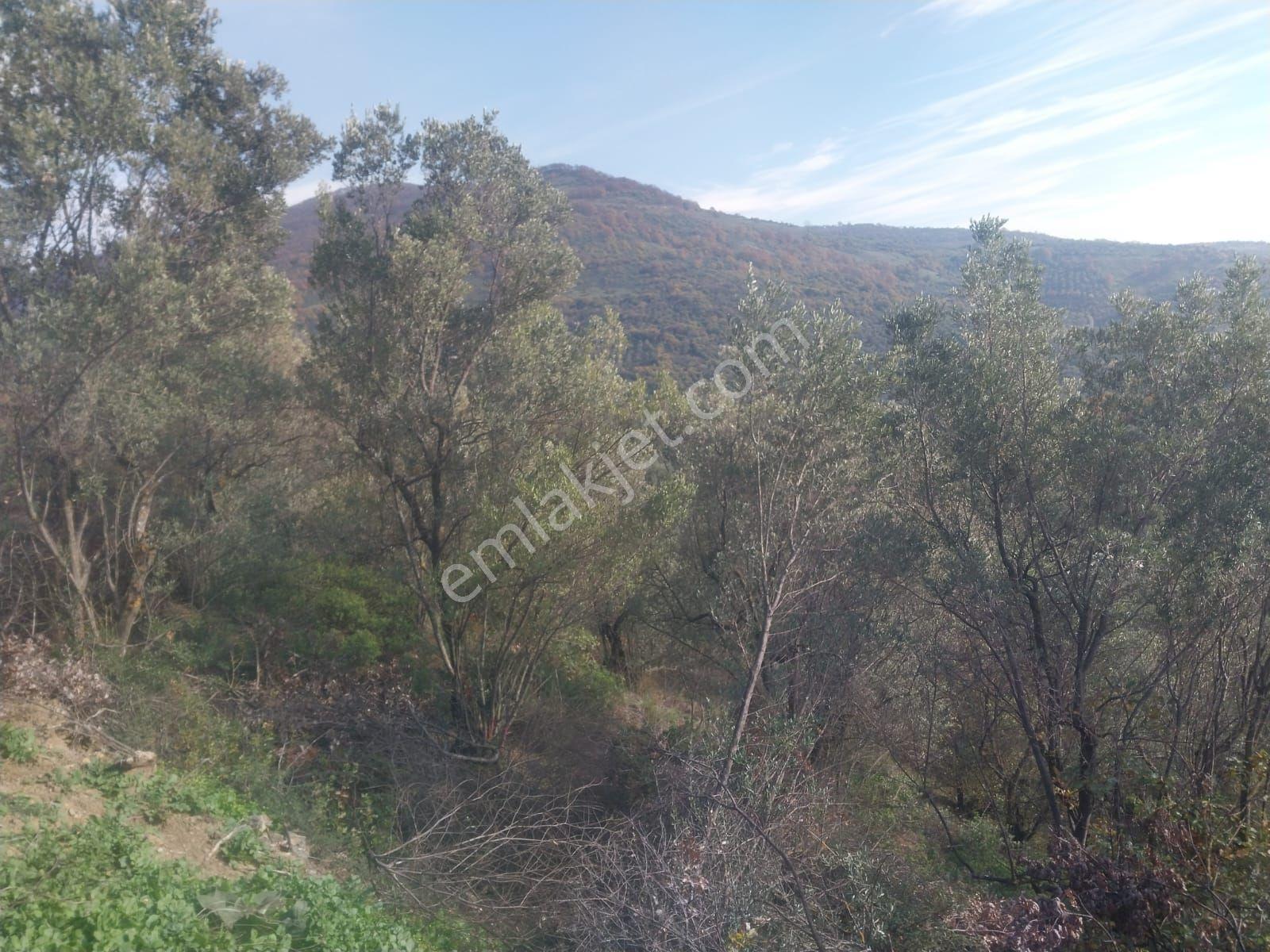 Bursa Orhangazi Çakırlı 1245 M2 Zeytinlik Müstakil Tapulu - Görsel 22