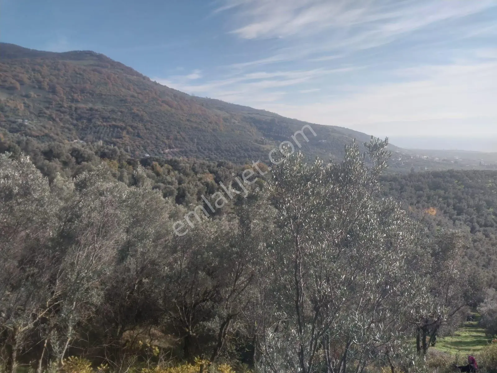 Bursa Orhangazi Çakırlı 1245 M2 Zeytinlik Müstakil Tapulu - Görsel 5