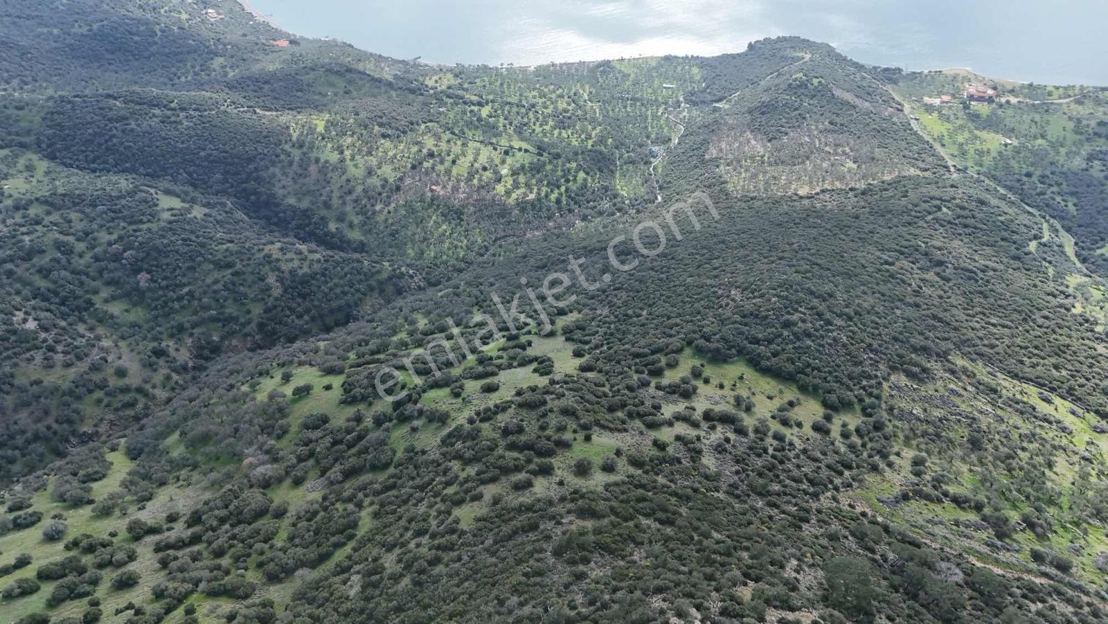 Assos'un En Seçkin Noktalarından Bademli'de 104 Dönüm Zeytinlik - Görsel 8