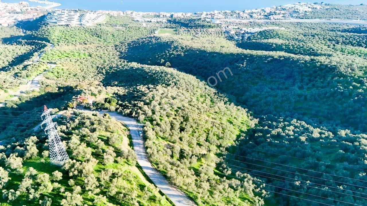 Küçükkuyu Küçükçetmi Köyünde 8.557 Zeytinlik - Görsel 10