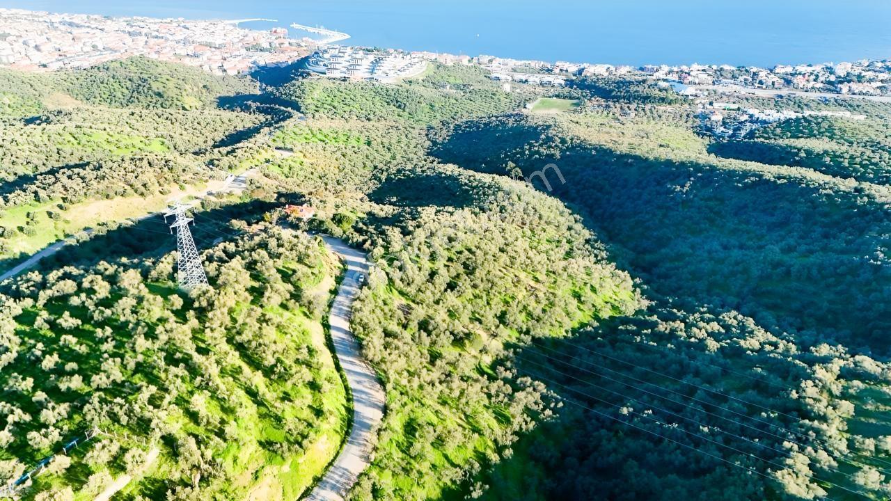 Küçükkuyu Küçükçetmi Köyünde 8.557 Zeytinlik - Görsel 14