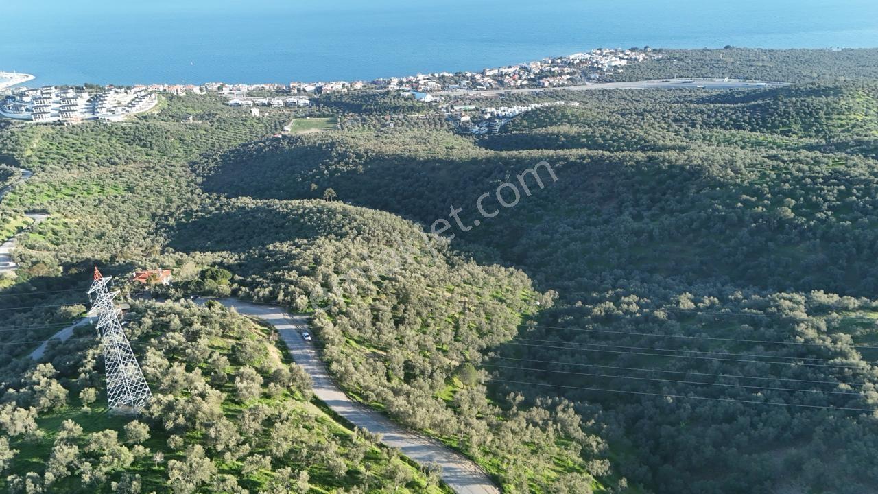 Küçükkuyu Küçükçetmi Köyünde 8.557 Zeytinlik - Görsel 12