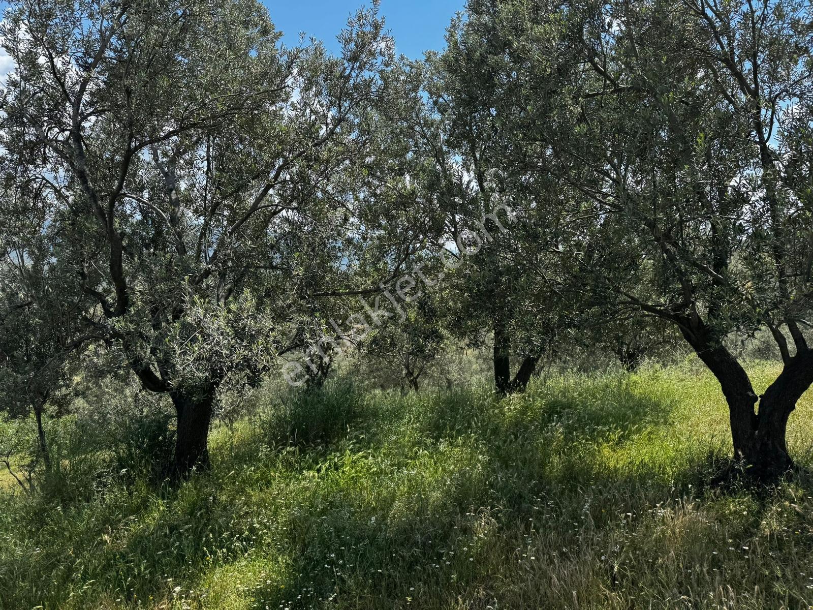Parla'dan Yatırım Fırsatı Yola 21m Cepheli 1144 M2 Zeytinlik - Görsel 17