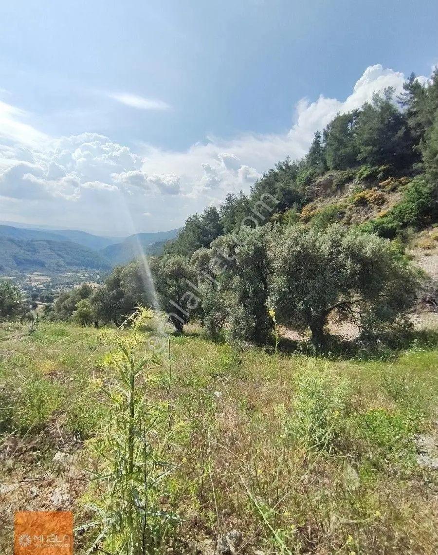 Akbük Koyu'na Komşu, 1.393 M² Yatırımlık Müstakil Parsel