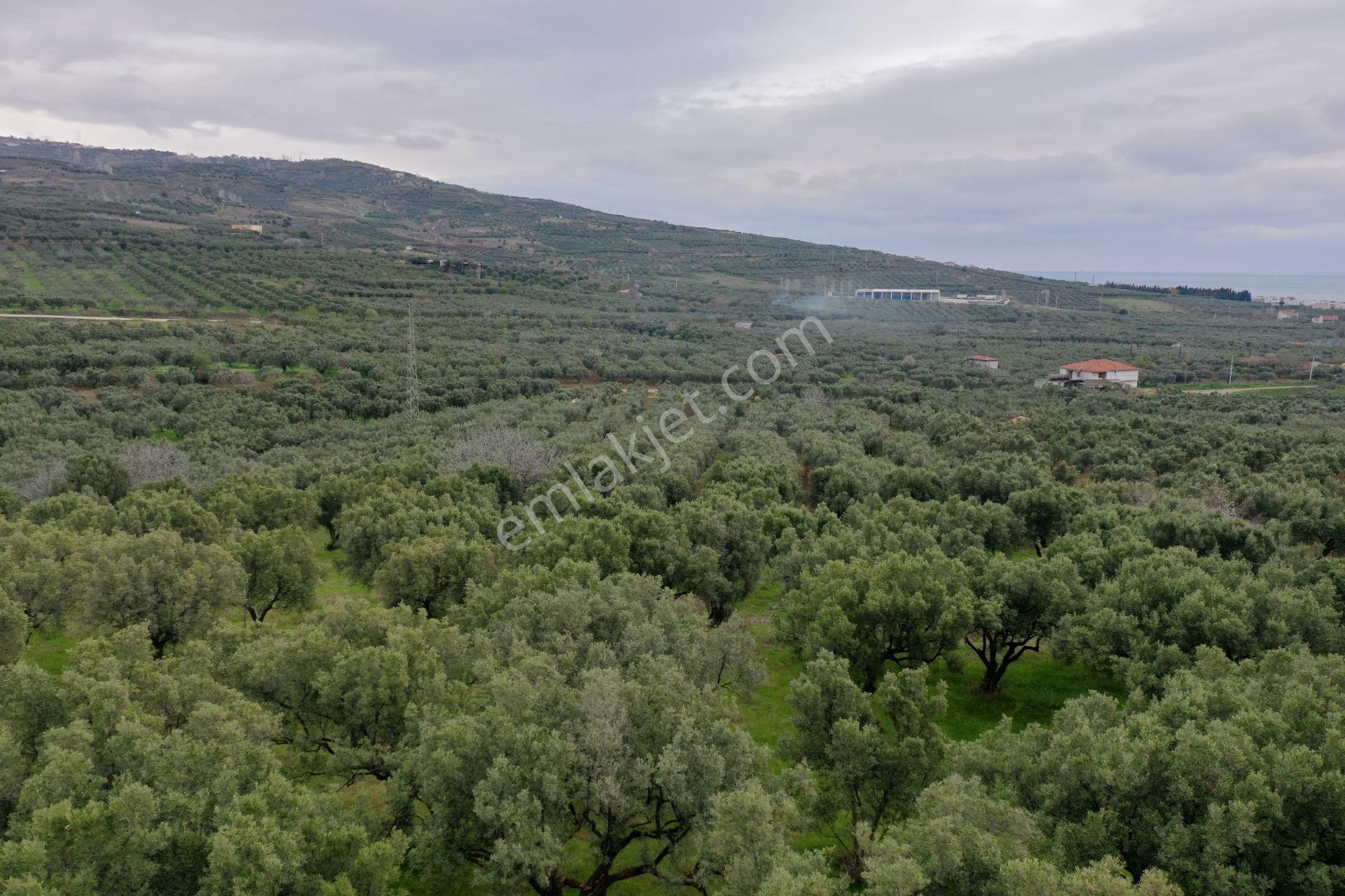 Bulut Yatırımdan 872 M² Merkezi Konumda Ulaşımı Kolay Zeytinlik - Görsel 35