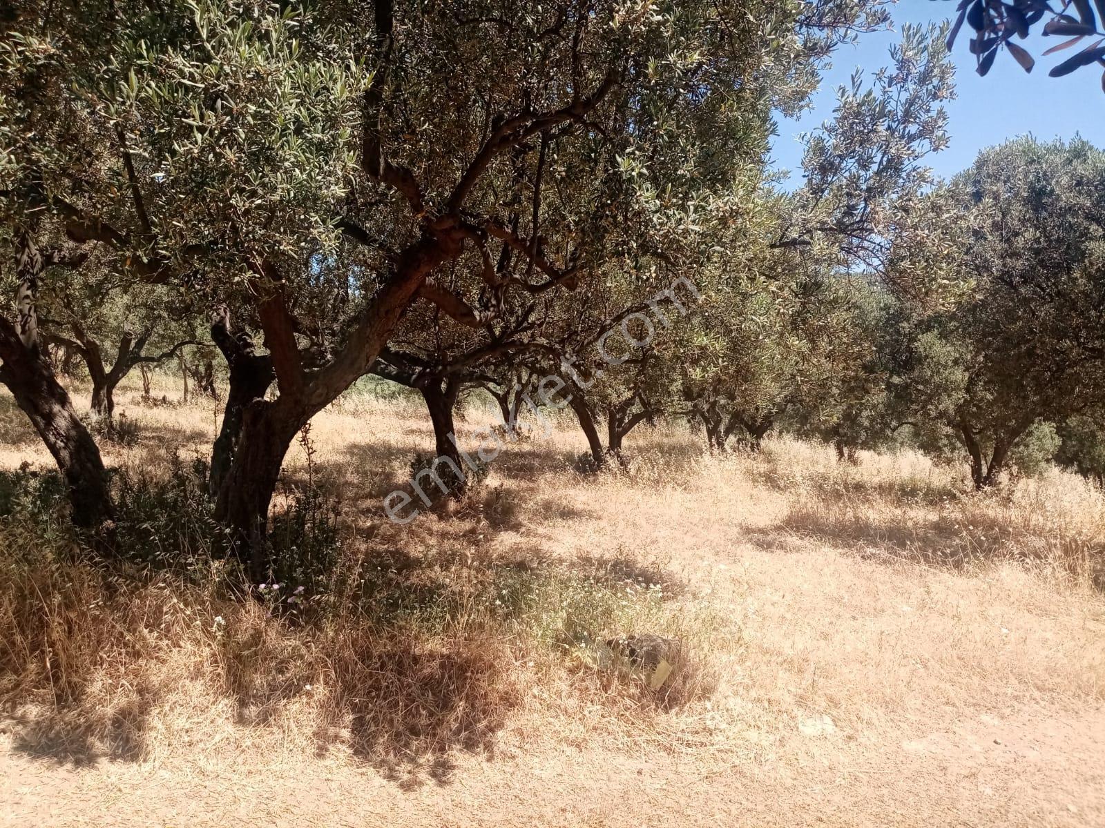 Bulut Yatırımdan 872 M² Merkezi Konumda Ulaşımı Kolay Zeytinlik - Görsel 16