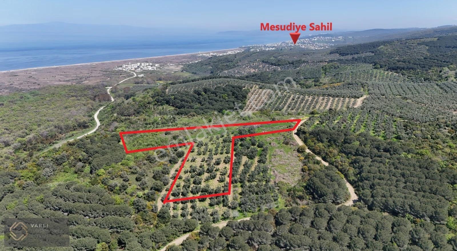 Mudanya Mesudiye Sahilde Deniz Manzaralı 3882 M² Tarla - Görsel 11