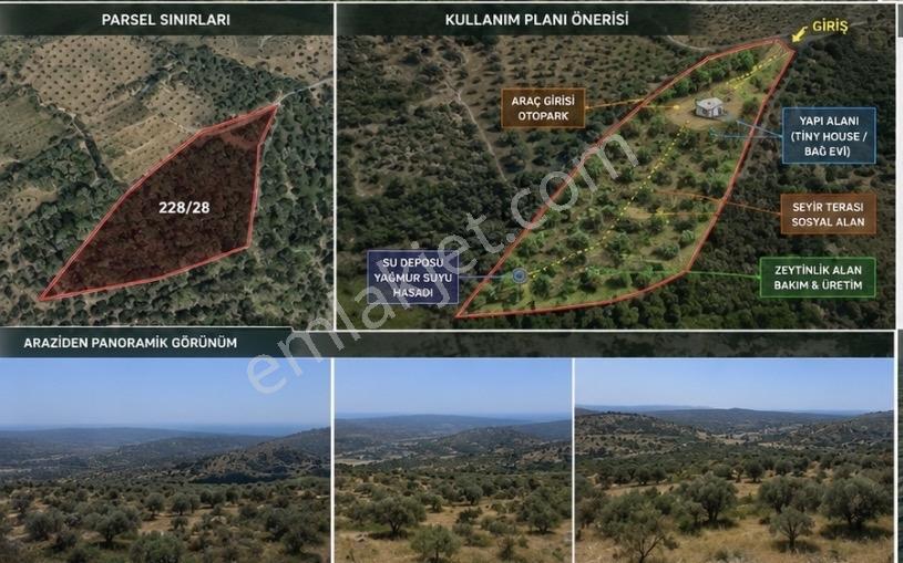 Seferihisar Beylerde Bağ Evine Uygun Güney Cepheli Zeytinlik - Görsel 4