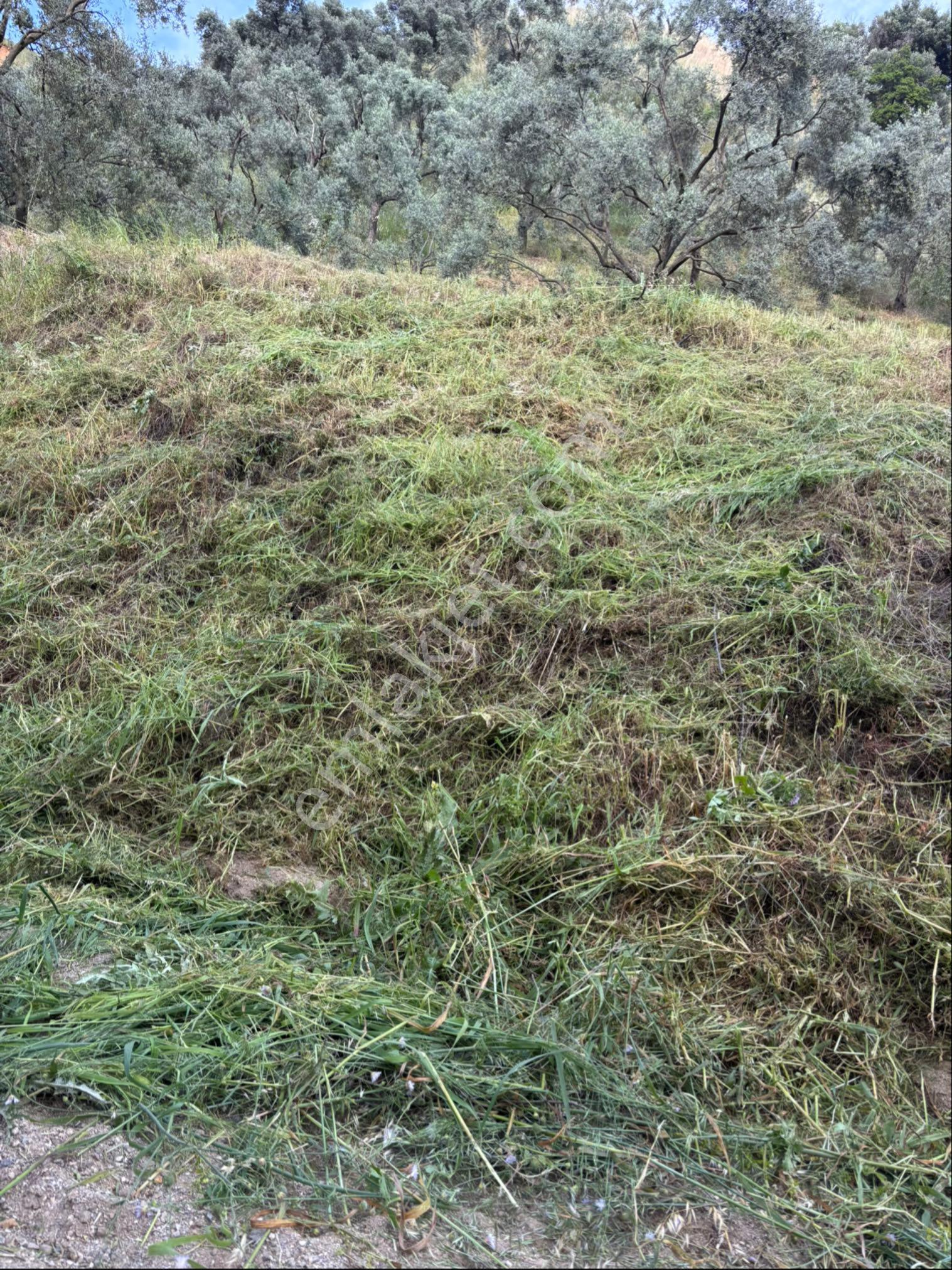 Eski Atca Yolu Üzerinde Hobi Bahçesi - Görsel 3